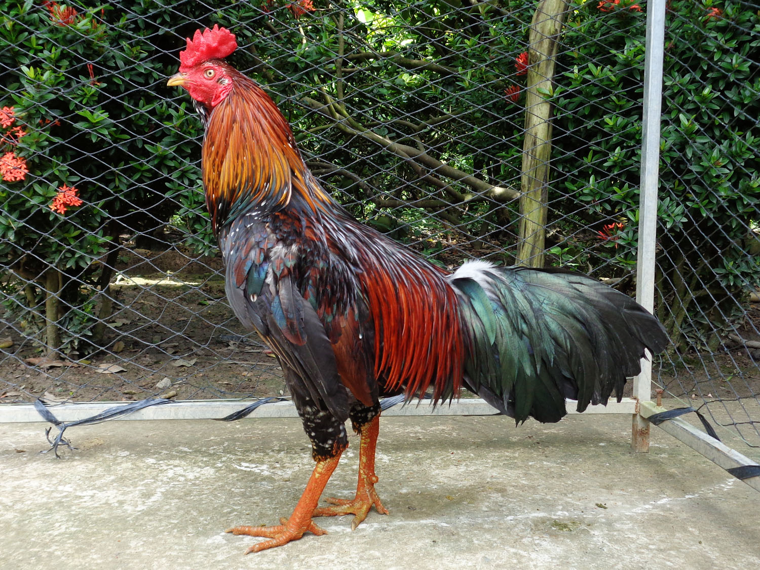 Hướng dẫn cách nuôi gà mau tới pin chuẩn kỹ thuật từ chuyên gia Ga6789 2 Cách nuôi gà mau tới pin với các giai đoạn cụ thể