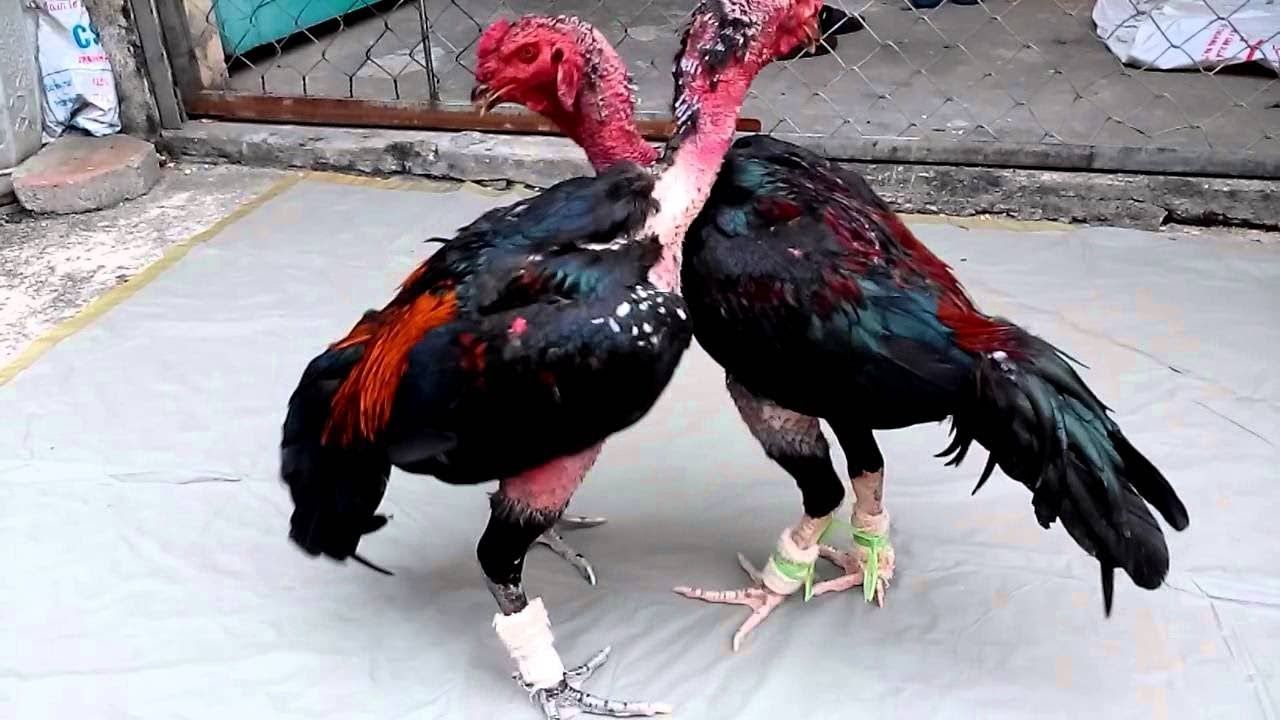 Các phương pháp làm cổ gà chọi to theo hướng dẫn từ chuyên gia Ga6789