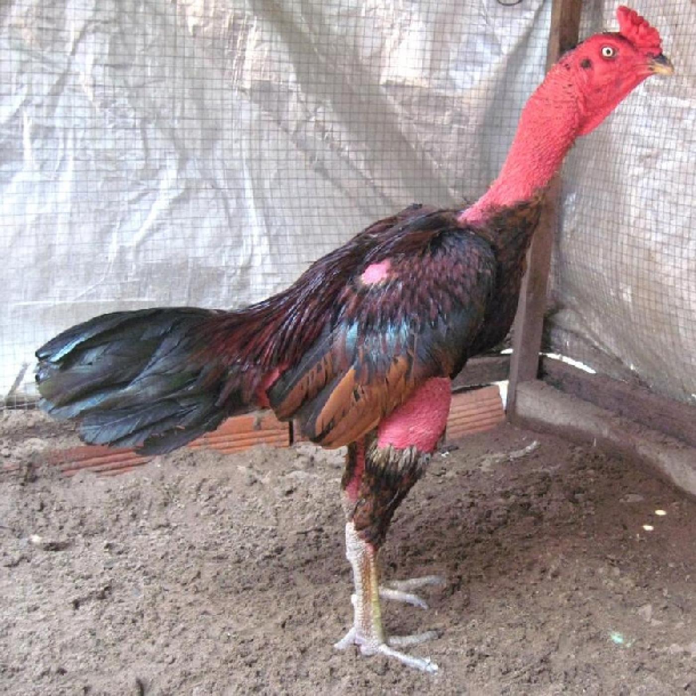 Tầm quan trọng của việc làm cổ gà chọi to trong chăn nuôi và thi đấu