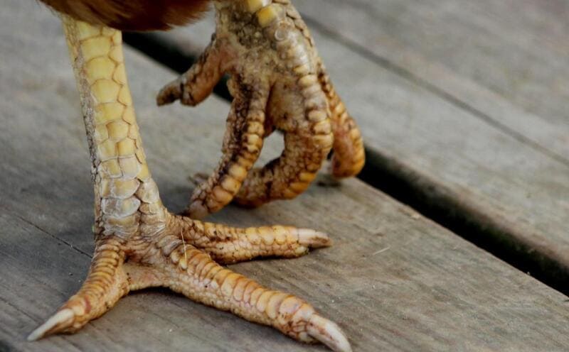 Nguyên nhân & Cách điều trị gà bị nấm chân hiệu quả 2 Dấu hiệu nhận biết gà bị nấm chân một cách chính xác