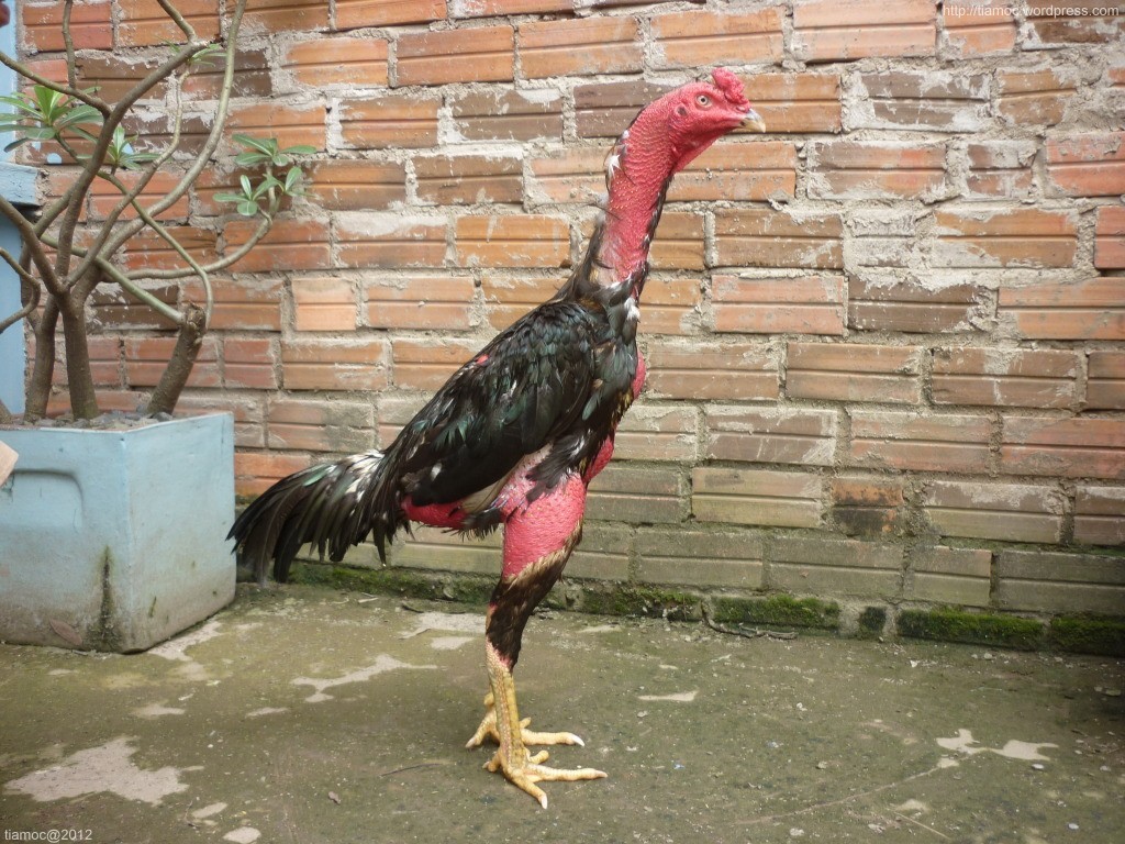 Nguyên nhân & Cách điều trị gà bị nấm chân hiệu quả 1 Nguyên nhân chính dẫn đến tình trạng gà bị nấm chân